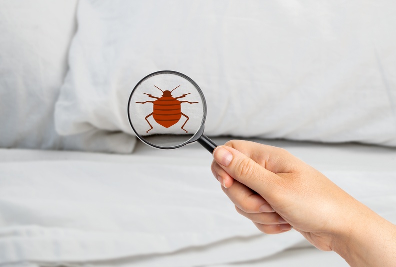 Bed Bugs Treatment in Columbus, OH Bed Bugs Treatment